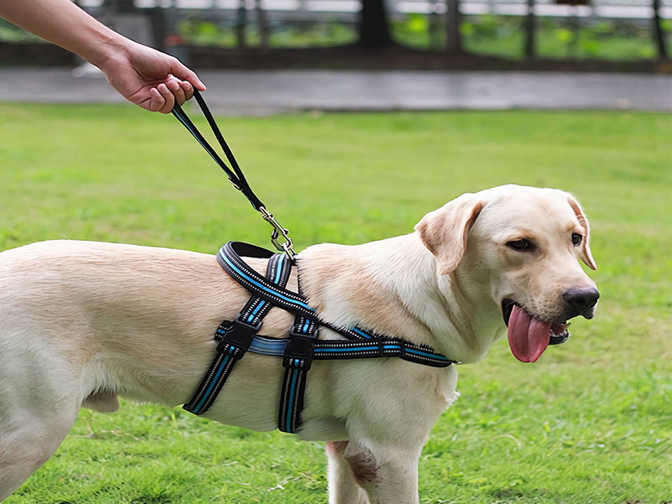 Sangle de laisse pour animaux de compagnie