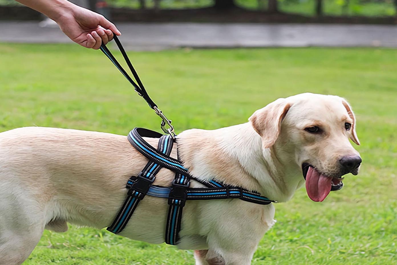 Pet Leash Strap